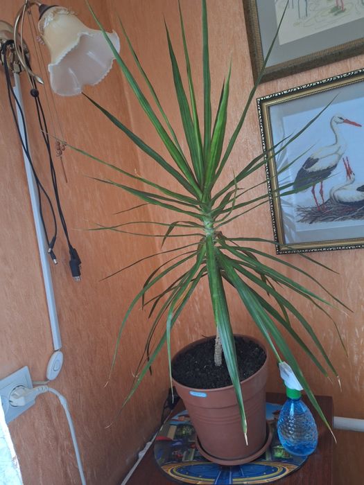 Продам Драцену без горшка