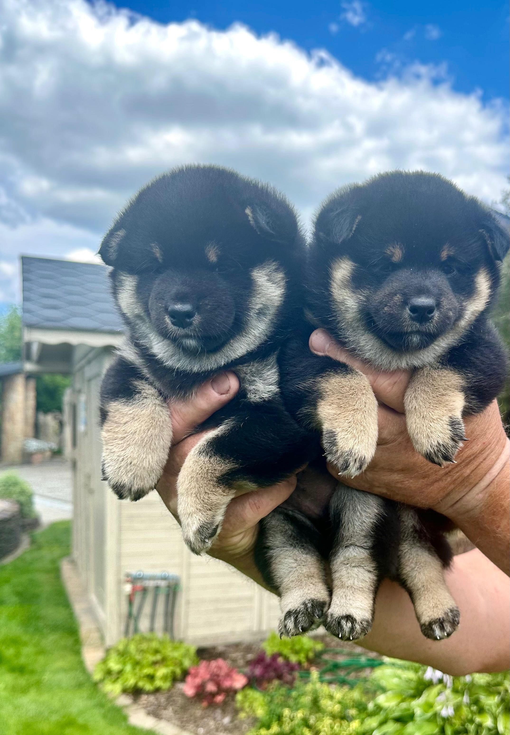 Piesek Shiba inu ZKwP FCI