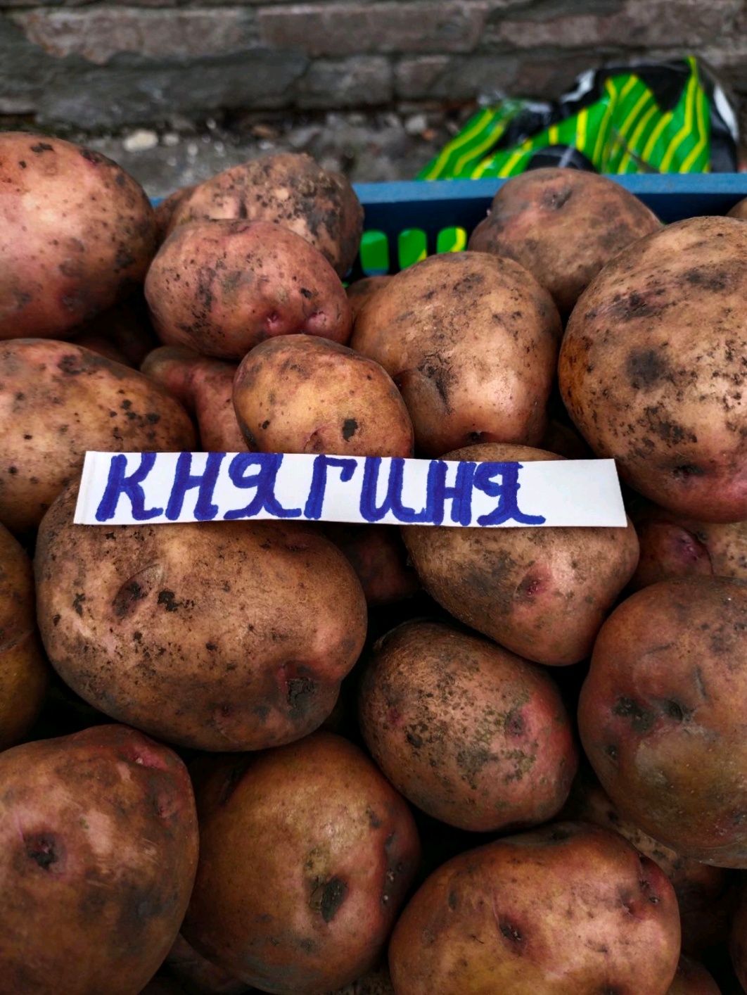 Продам насіннєву картоплю урожайних сортів