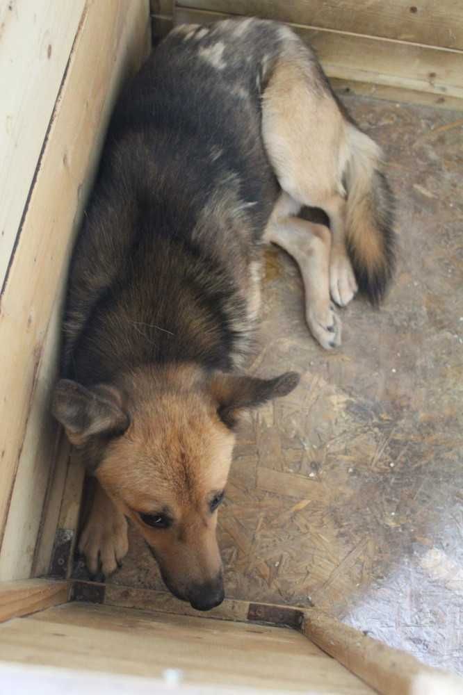 043988 Kojo tylko odpowiedzialna adopcja