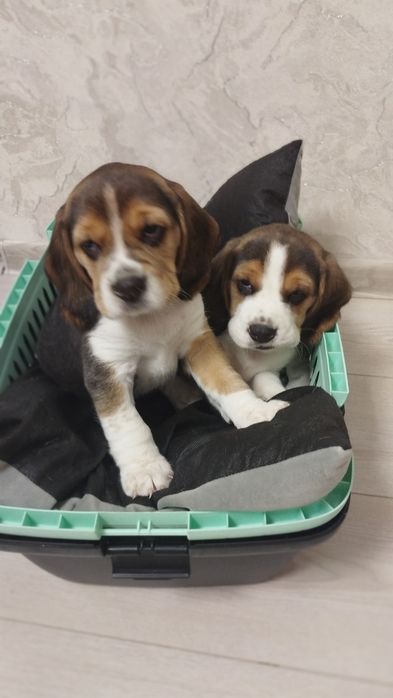 Цуценята породи бігль