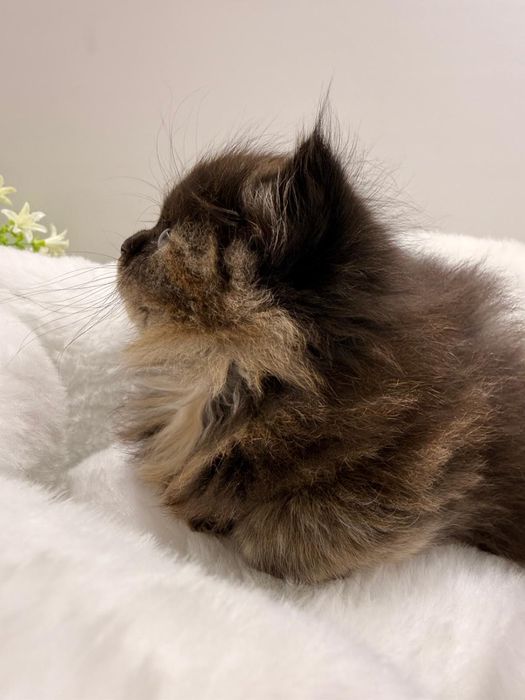 Catinhos Procurando família