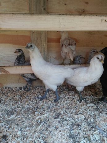 Araukana ogoniasta - zielone jaja lęgowe