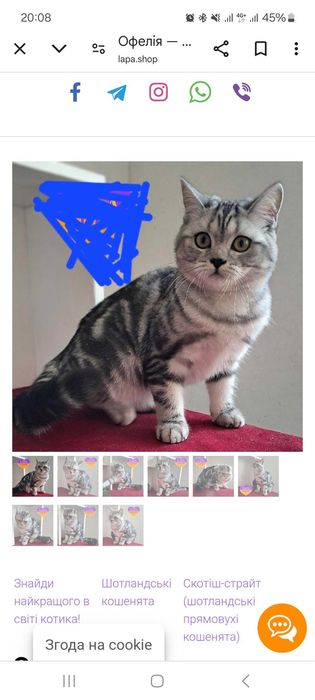 Шотланська кішка з клубними документами мрамор чорний на серебрі