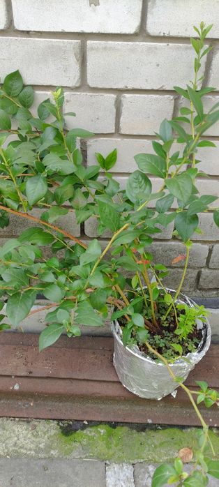 Голубика куст 3-4х лет