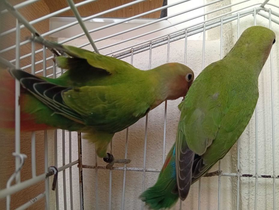 Agapornis roseicollis, novos 2025