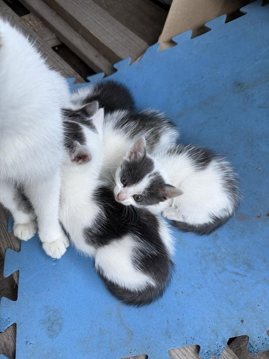Віддам маленьких котяток