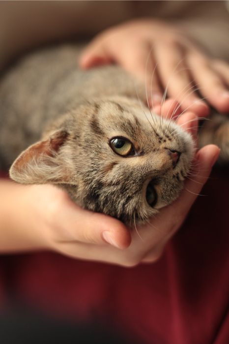 Тактильна кішечка в добрі руки