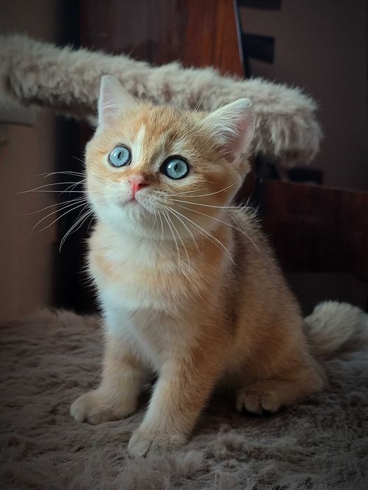 Золота шиншила. Британська кішка