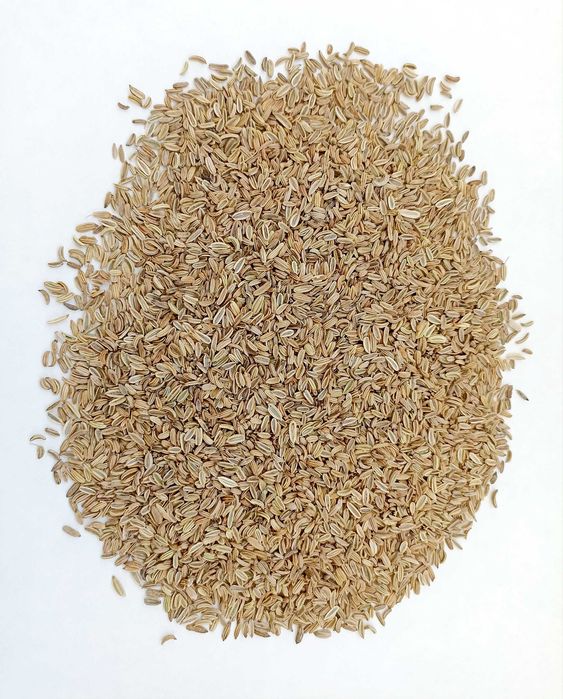 Koper włoski, fenkuł nasiona