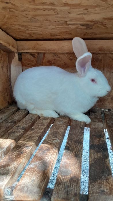 Продам робочого молодого кроля,дата народження 01.02.2025р.