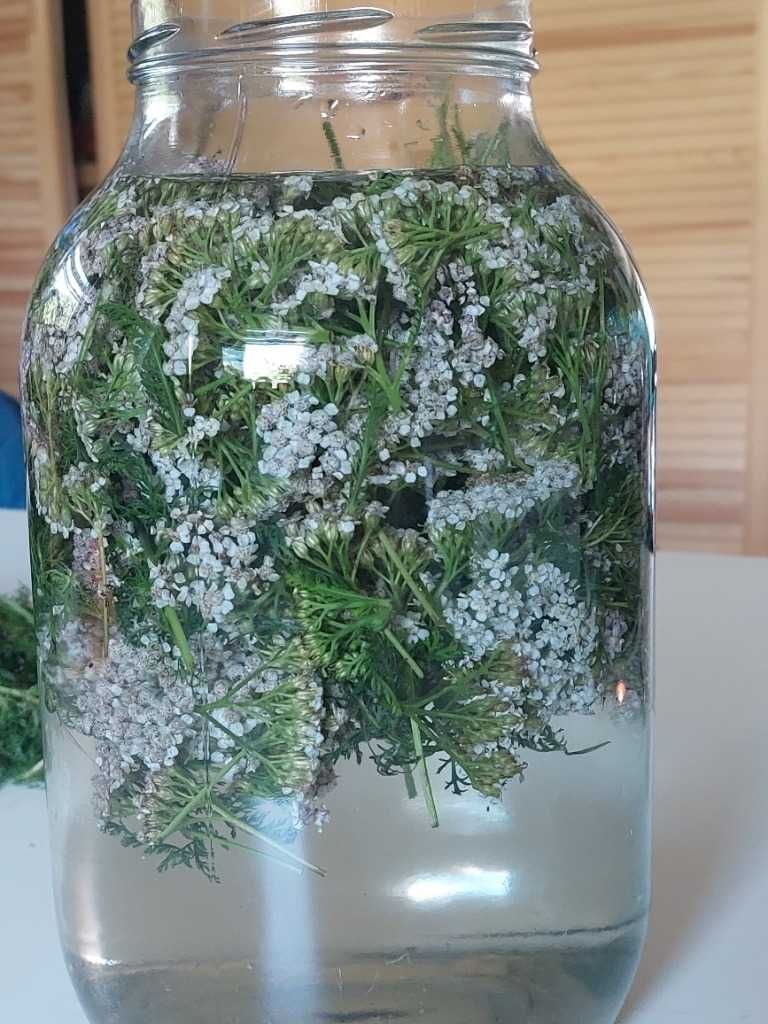 Ocet z krwawnika