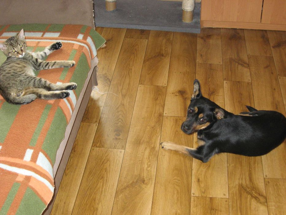 Młodziutki kochany kocurek do adopcji