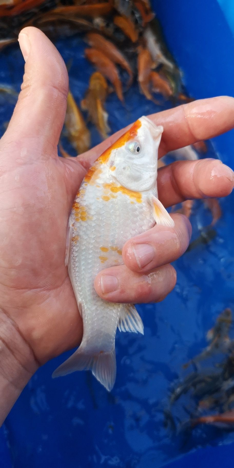 Narybek karpi koi 10-15cm