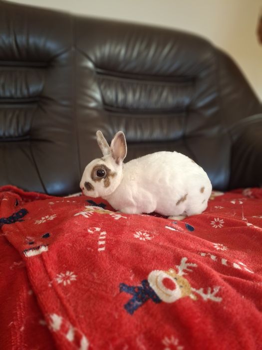 Samiczka rex karzełek oswojona bardzo grzeczna