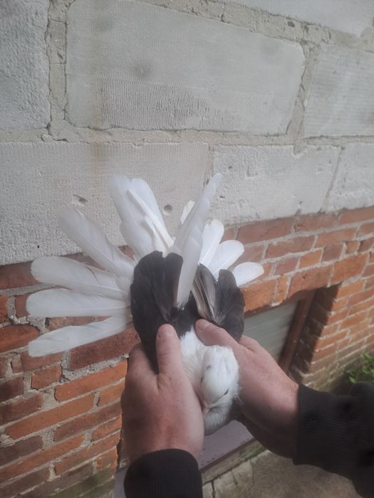 Gołębie orliki boki samica