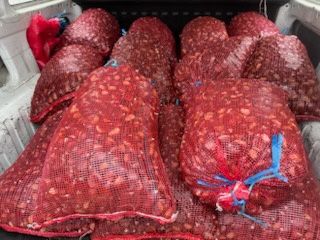 Castanhas de exelete qualidade