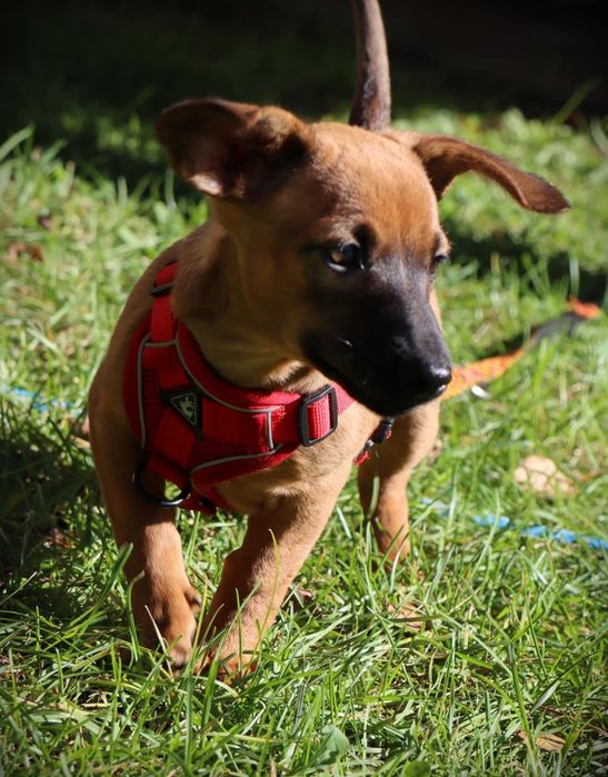 Wenus nadal szuka domku