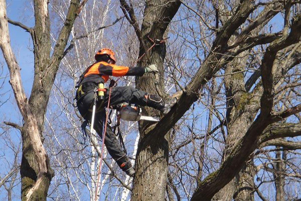 Кронирование удаление деревьев , корчевания пней