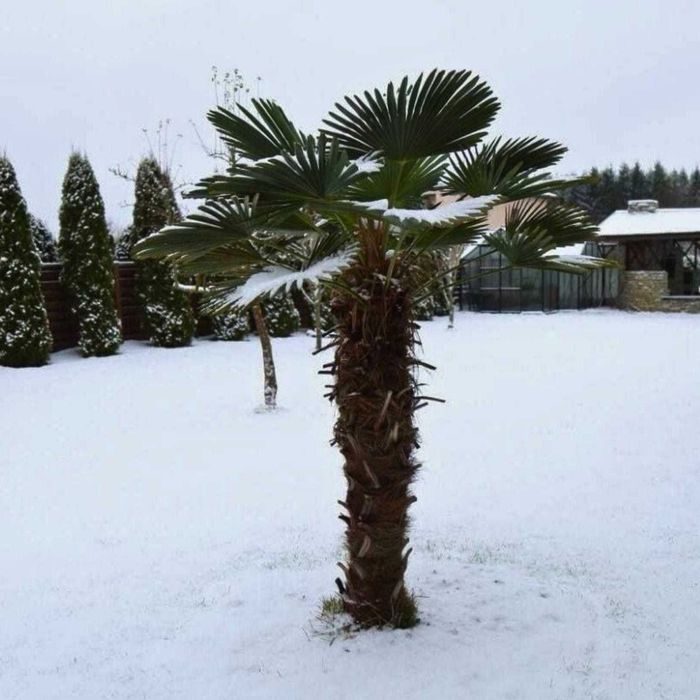 Szorstkowiec wagnera / Trachycarpus wagnerianus, palma mrozoodporna.