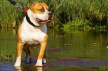 American Staffordshire Terrier-rudy samiec Elio ZKwP/FCI do rezerwacji
