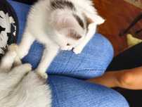 Koty do adopcji za darmo