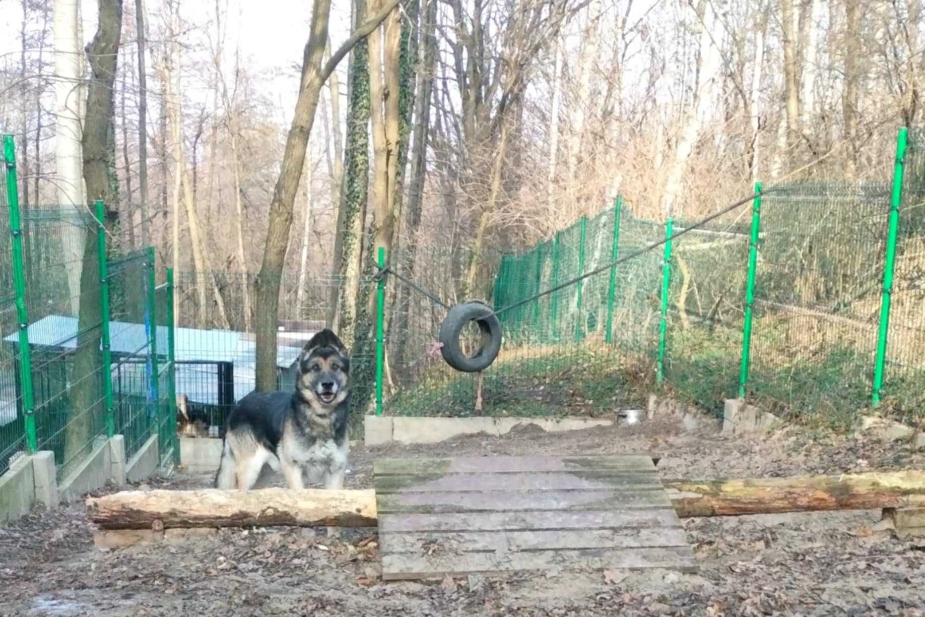 Ares - owczarek niemiecki do adopcji