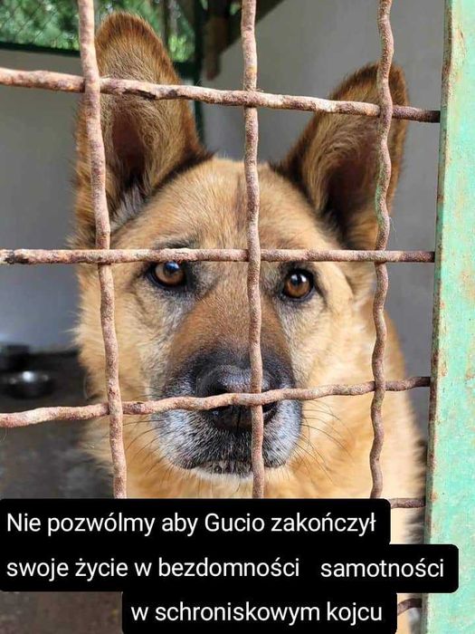 Seniorek Gucio poleca się do adopcji- psi anioł czeka w Tomarynach