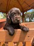 Cocker Spaniel angielski Piesek Rodowód