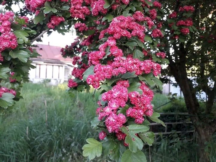 Глід Пол Скарлет