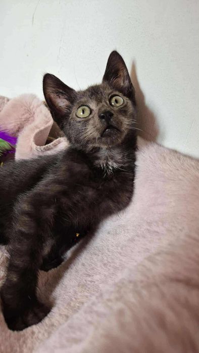 Piękny kotek do adopcji