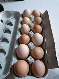 Tenho para venda ovos caseiros