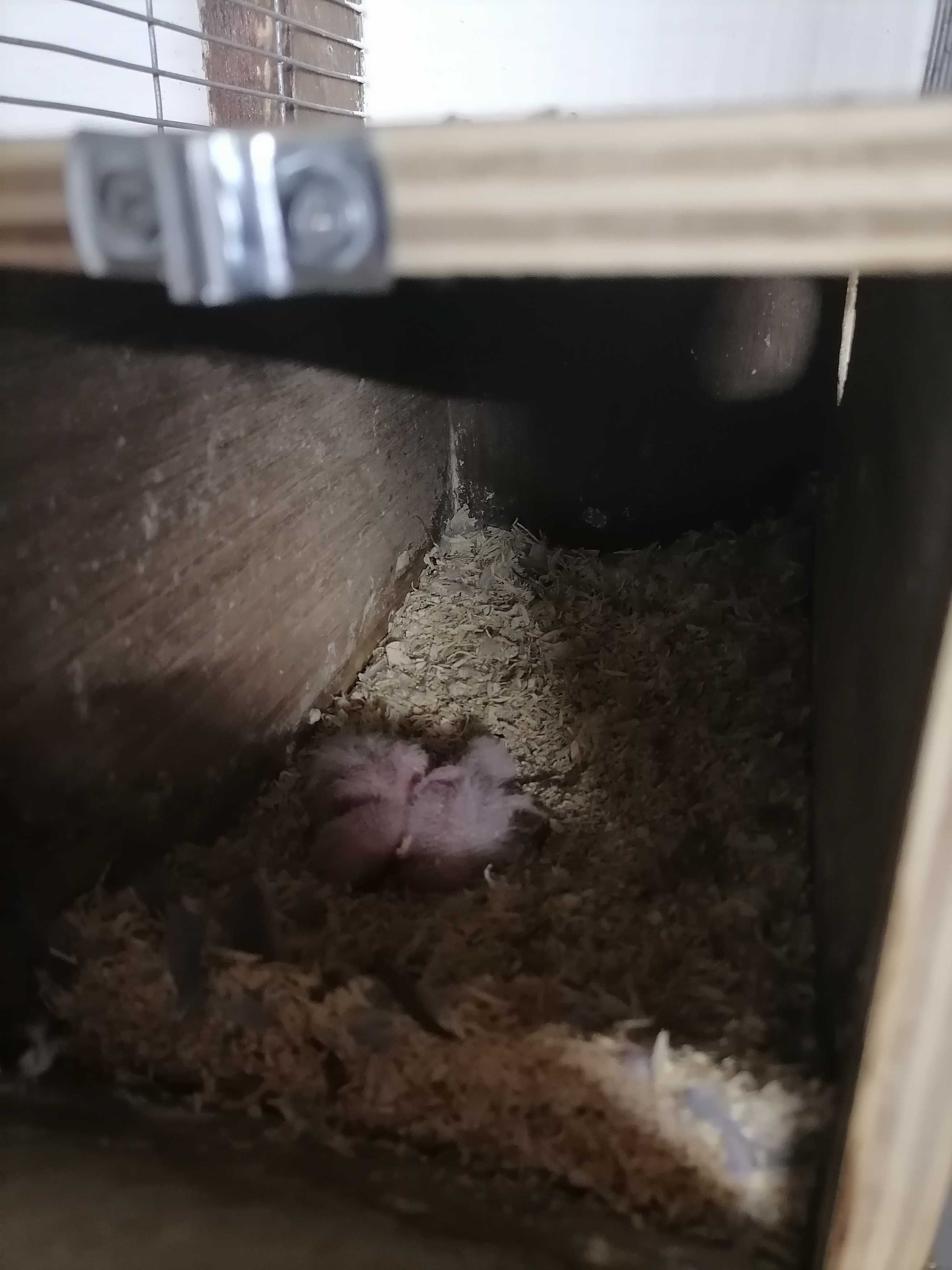 Agarponis rosicolas bebes para criação há mão disponíveis 2.