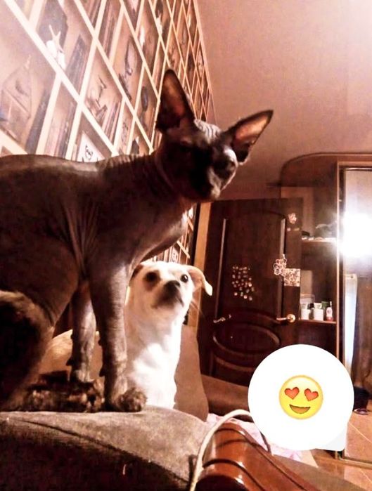 Пропал кот Сфинкс