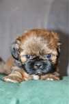 Śliczny piesek shih tzu! Gen BLUE!