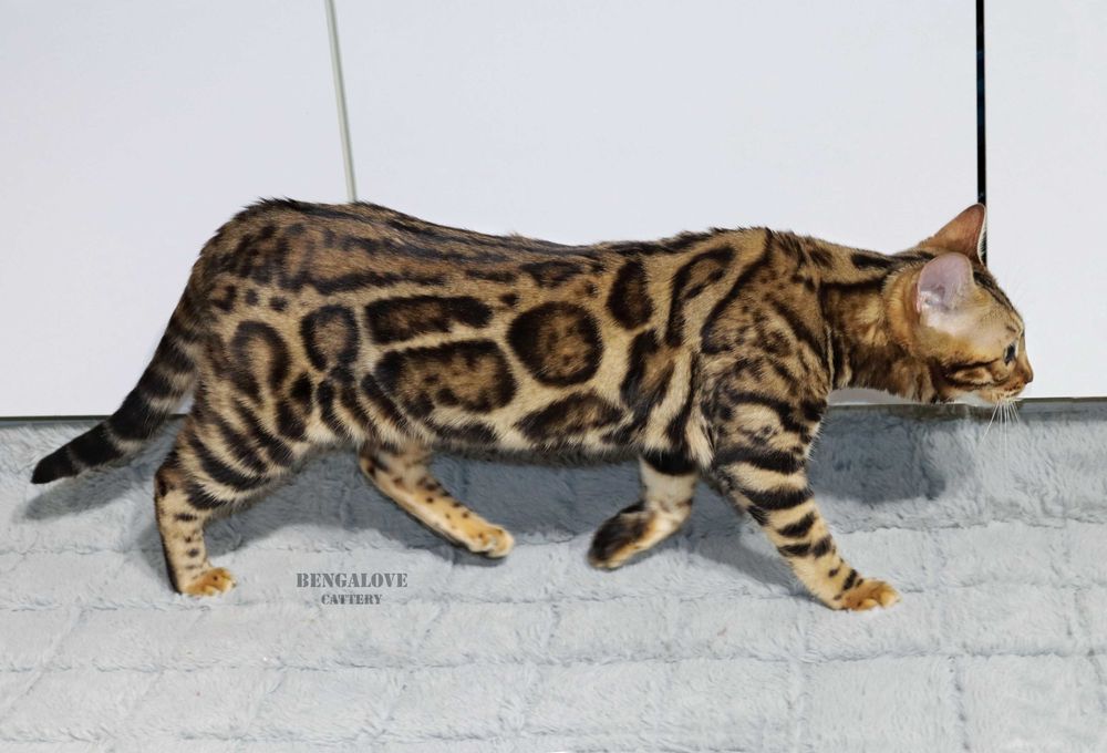 Dziewczyna bengalska do hodowli. Złoty kolor