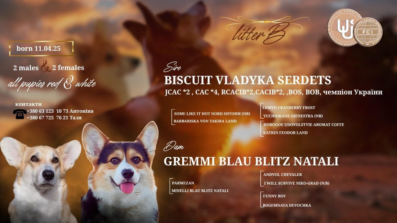 Цуценята Вельш-коргі пемброк