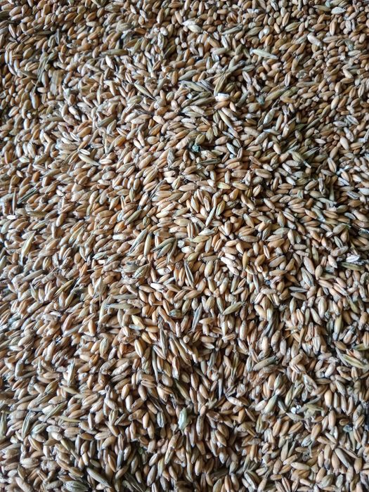 pszenżyto jare tone