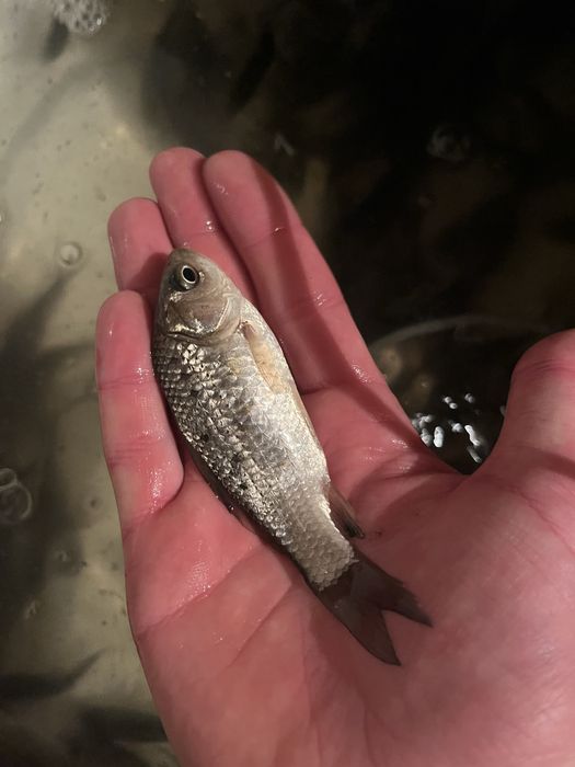 Продам живця