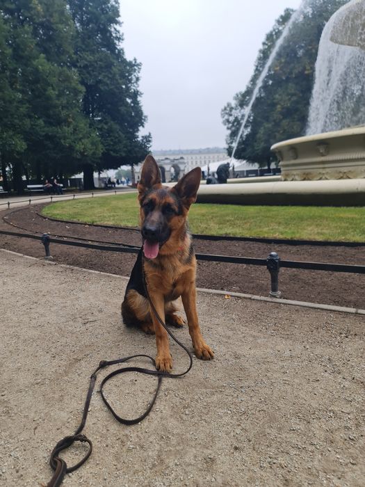 Owczarek Niemiecki Krótkowłosy(suczka 7,5mies) ZKwP