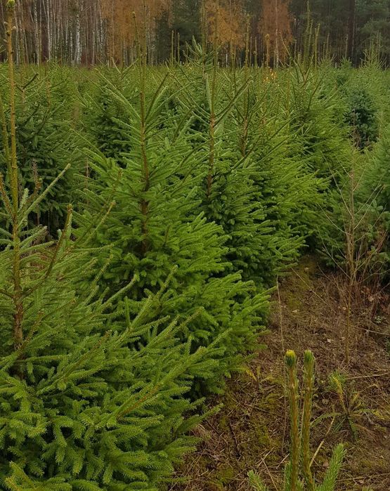 CHOINKA Świerk pospolity, srebrny hurt, detal