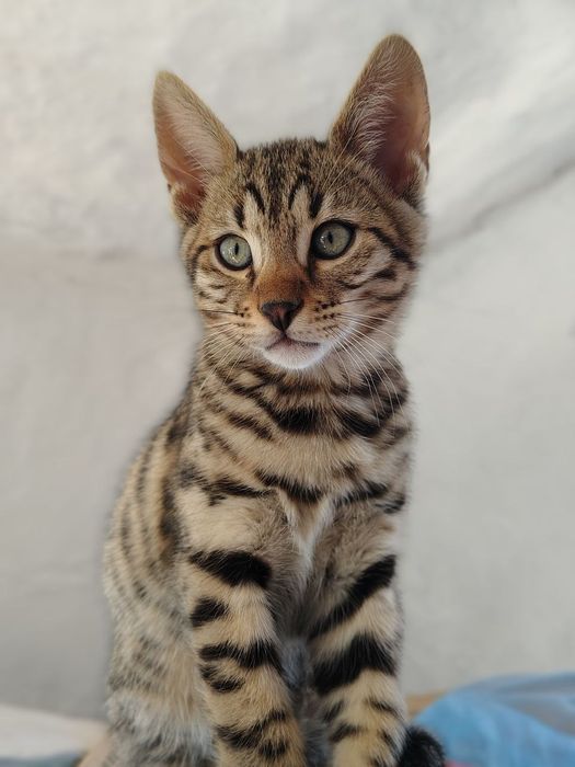 Cheetoh / кошення / кішечки