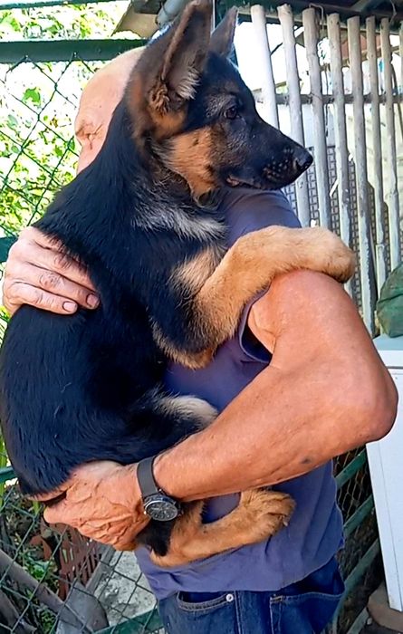 Питомник предлогает щенков нем овчарки.