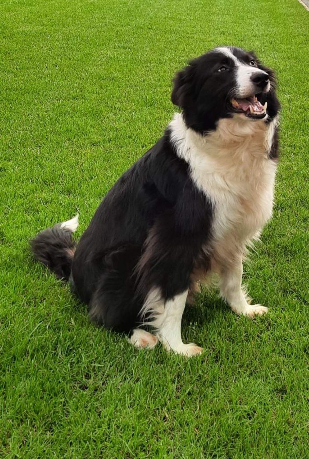 Border Collie piesek