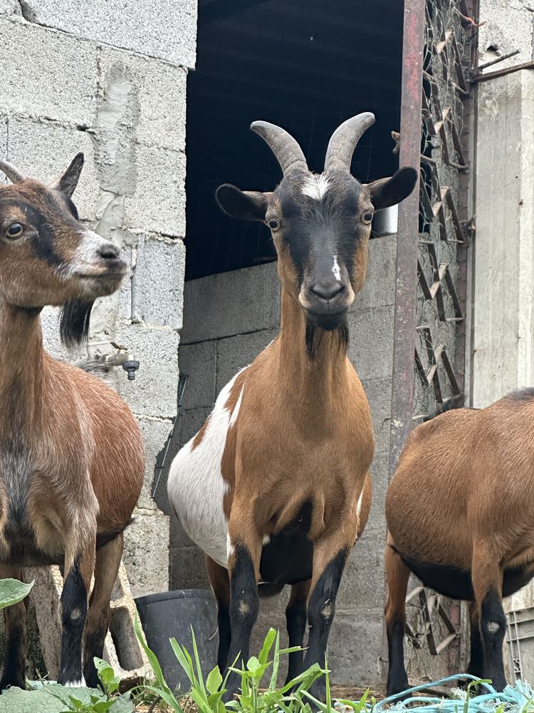Cabras anas femeas - cheias