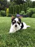 York Yorkshire Terrier Biewer śliczny klasyczny chłopiec