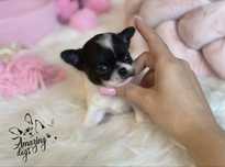 Uroczy chlopczyk chihuahua