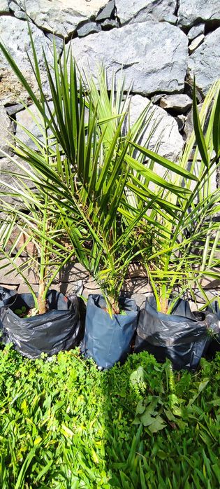 Tamareiras de jardim - plantas jovens (Madeira)