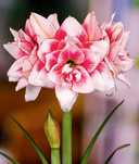 Amarylis (zwartnica, hippeastrum) pełna Elvas cebula za 34 zł