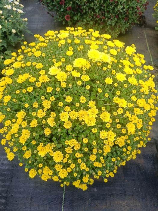 Chryzantemy drobnokwiatowe